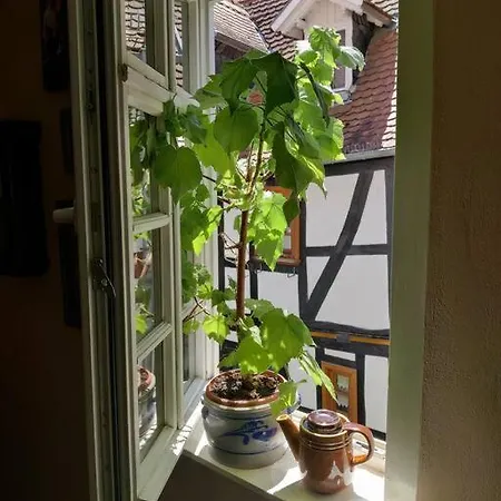 Historisches Fachwerkhaus Im Herzen Von Apartament